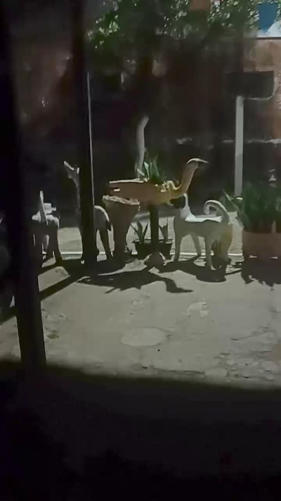 FranJuni