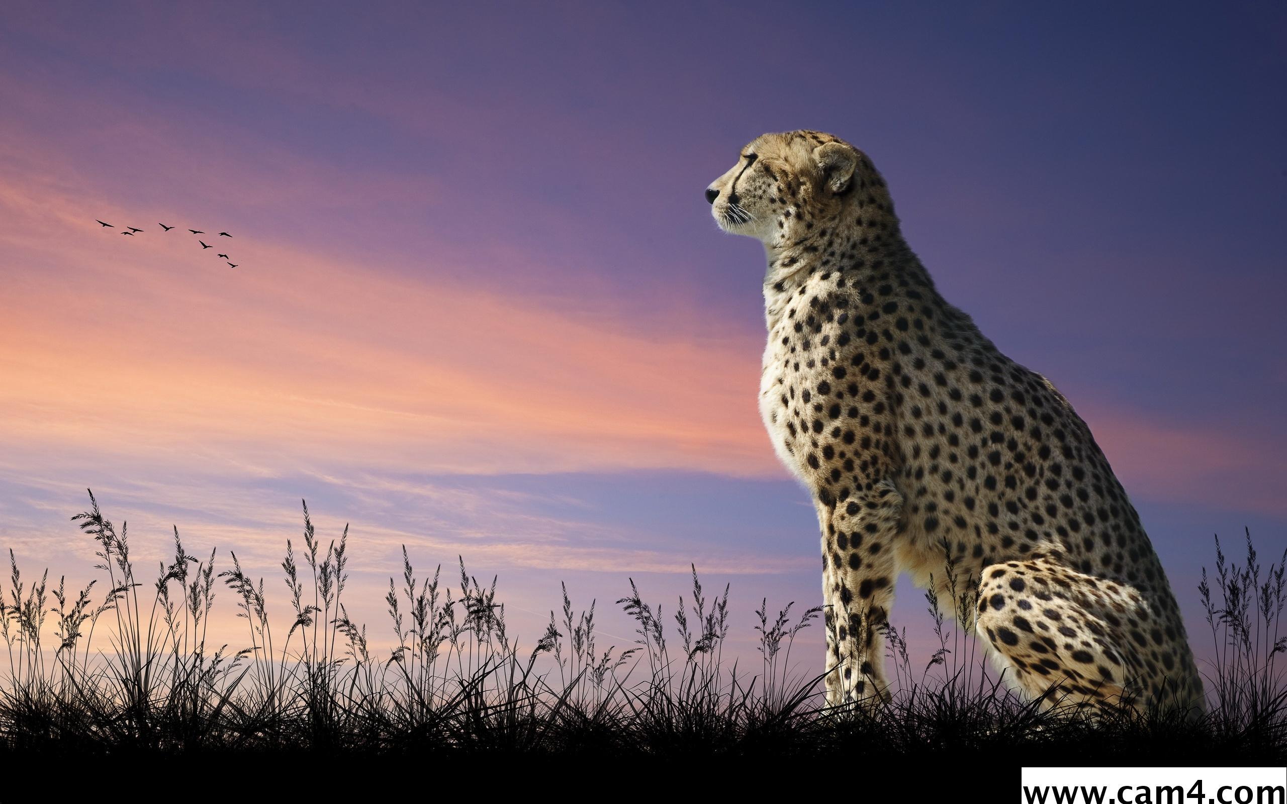 cheetah60